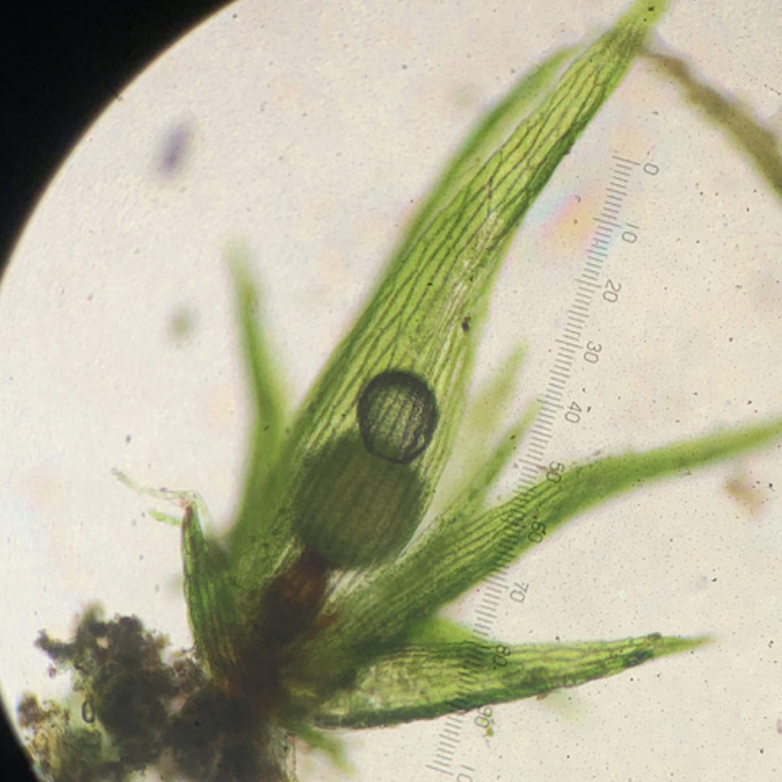 Micromitrium tenerum